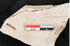 Foto (Detailansicht) von Enteromorpha stagnalis Heer (NHMW-GEO-2024-0188-6713)